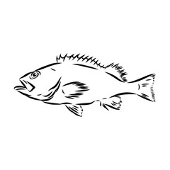 sea bass, fish, vector sketch