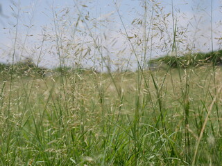 A close up shot of a natural meadow grass field landscape, with tall green grass blades and seed heads swaying gently in the breeze.