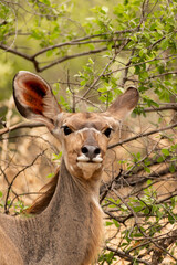 Female kudu portrait