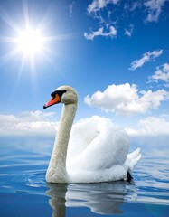 Obraz premium Swan on a sunny day