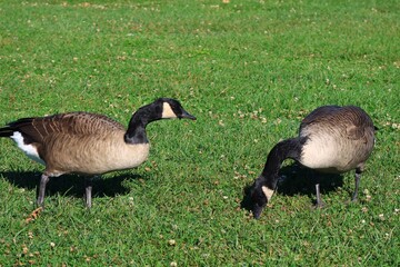 Canada goose（カナダ雁）