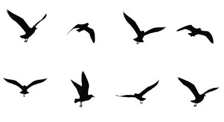 Silhouettes of several birds in flight against a plain white background