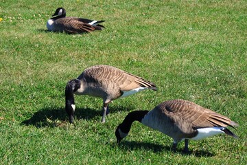 Canada goose（カナダ雁）