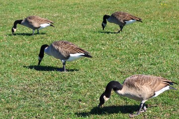 Canada goose（カナダ雁）