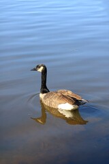 Canada goose（カナダ雁）