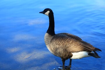 Canada goose（カナダ雁）