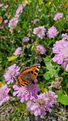 butterfly on flower