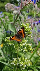butterfly on flower