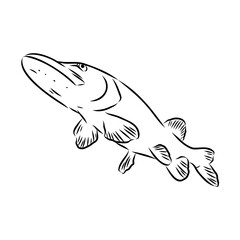 Fototapeta premium pike, predatory fish, vector sketch