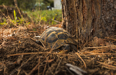 A tortoise is hiding in a hole next to a tree preparing for hibernation. Tortoise in the fall season. Turtle is hiding in a hole next to a tree