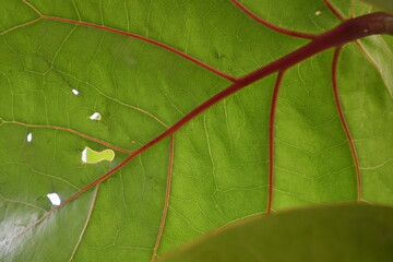 close up of green leaf