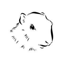 alpine marmot, vector sketch