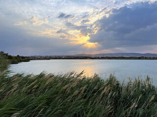 reeds on the lake shore, grasses bent by the wind