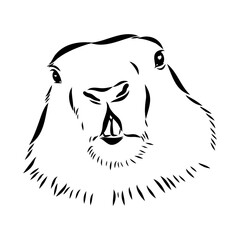 alpine marmot, vector sketch