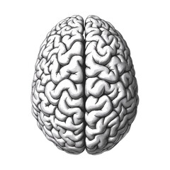 Naklejka premium A highly detailed human brain illustration in black and white
