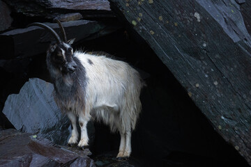 British Primitive Goat (Capra hircus) aka Feral Goat in a Disused Slate Quarry in Snowdonia