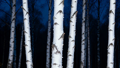 Birch Tree Forest with White Trunks and Dark Blue Background During Nighttime