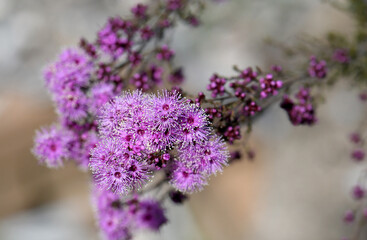 Violet flowers of Australian native small leaved Kunzea parvifolia, family Myrtaceae. Endemic to...