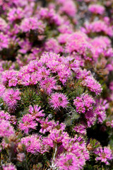 Pink flowers and hairy green foliage of the Australian native Melaleuca trichophylla, family Myrtaceae. Flowers spring summer. Cultural use by Aboriginals for nectar, shelter, bark for clothing, tools