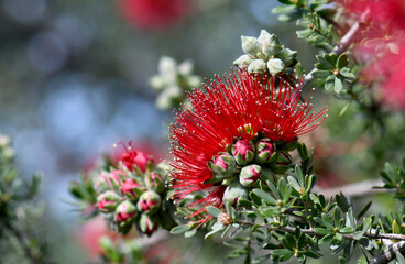 Close up of red flowers and buds of the Australian native shrub Kunzea pulchella, family Myrtaceae. Hardy species endemic to sandy or clay soils and granite outcrops of south Western Australia	