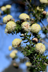 Cream yellow flowers of the Australian native Melaleuca megacephala, family Myrtaceae. Endemic to sandstone heath of central coast of Western Australia. Spring flowering. 