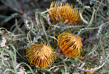 Gold flowers and serrated foliage of the Western Australian native Golden Dryandra, Banksia nobilis, family Proteaceae. Endemic to southwest Western Australia. Used in cut flower industry