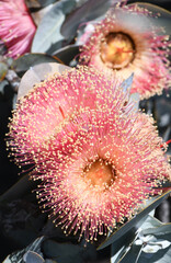Close up of large pink blossoms of the Western Australian native Rose Mallee, Eucalyptus rhodantha, family Myrtaceae. Endemic to south west Western Australia. Flowers winter to spring.