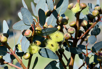Yellow flowers and buds of the Western Australian native Bell-fruited Mallee, Eucalyptus preissiana, family Myrtaceae. Small tree with mallee growth habit growing in shrubland and heathland