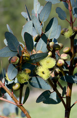Yellow flowers and buds of the Western Australian native Bell-fruited Mallee, Eucalyptus preissiana, family Myrtaceae. Small tree with mallee growth habit growing in shrubland and heathland