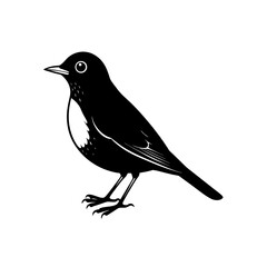 american robin