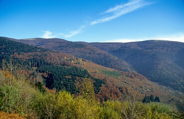Automne, sapin, epicea, forêt mixte, Vosges, 88, Parc Naturel Régional des Ballons des Vosges, France