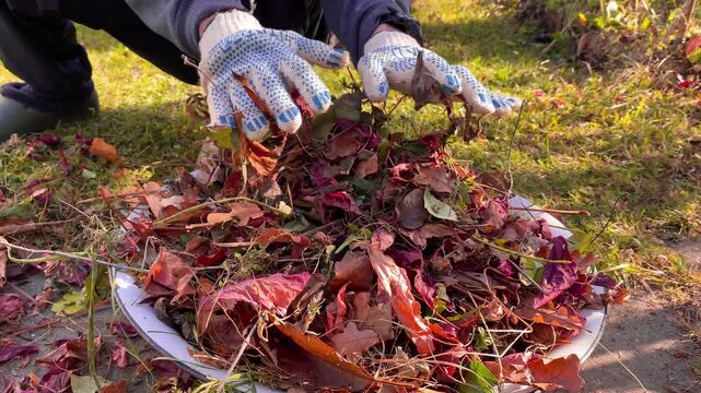 The art of Autumn Leaf Collection Emphasizing Gardening, Yard Work, and Cleanup Strategies