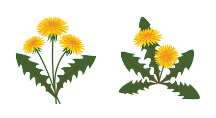 Two arrangements of vibrant yellow dandelion flowers with green leaves shown