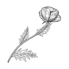 Poppy flower with delicate petals and curved stem. Liner ink botanical illustration on white background. Provence. Ideal for botanical prints, tattoo design, packaging, invitations, and floral decor.
