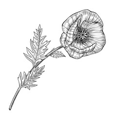 Open poppy flower with detailed petals and stem. Liner ink illustration on white background. Botanical illustration. Perfect for botanical prints, packaging, tattoo design, invitations, floral decor.