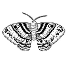 Moth with detailed patterned wings and textured body. Liner ink illustration on white background. Ideal for botanical prints, tattoo design, packaging, invitations, and natural science decor.