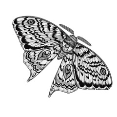 Moth with detailed patterned wings and textured body. Liner ink illustration on white background. Ideal for botanical prints, tattoo design, packaging, invitations, and natural science decor.