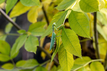 Green female tree mantis on a branch with yellowing leaves. The insect is well-camouflaged and looking at the camera. The photo captures a moment of wildlife in nature during the autumn season.