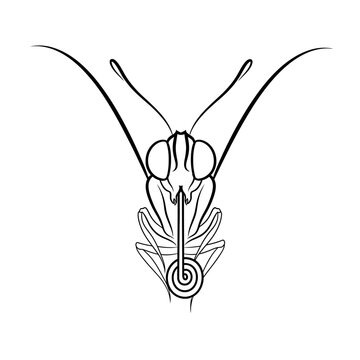 Detailed Line Drawing of a Butterfly Proboscis and Head Anatomy.