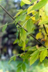 Green female tree mantis on a branch with yellowing leaves. The insect is well-camouflaged and looking at the camera. The photo captures a moment of wildlife in nature during the autumn season.