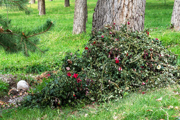 A pile of pruned rose bush branches with green leaves and some red flowers lies on the green grass at the base of a large tree trunk in a park or garden.