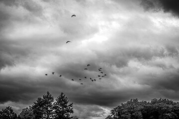 Eine Gruppe von Zugvögeln zieht in präziser V-Formation durch einen dunklen, dramatischen Himmel. Die Vögel sind als Silhouetten vor den aufgerissenen, graublauen Wolken zu erkennen, während die grüne