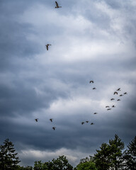 Eine Gruppe von Zugvögeln zieht in präziser V-Formation durch einen dunklen, dramatischen Himmel. Die Vögel sind als Silhouetten vor den aufgerissenen, graublauen Wolken zu erkennen, während die grüne