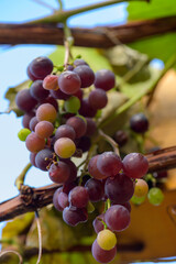 reife rote Weintrauben an einer Rebe