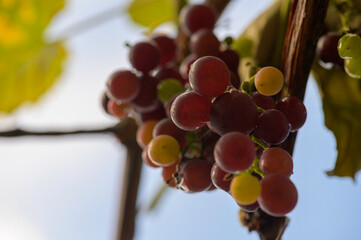 reife rote Weintrauben an einer Rebe