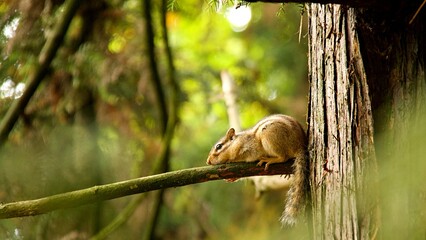 wiewiórka w naturalnym środowisku na gałezi 