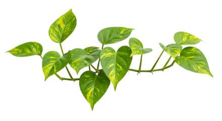 Heart-shaped leaves vine of devil’s ivy, golden pothos isolated on white background, clipping path included, tropical plant, indoor greenery, houseplant decoration, botanical illustration, nature conc