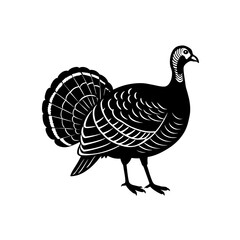 wild turkey important historically and symbolical