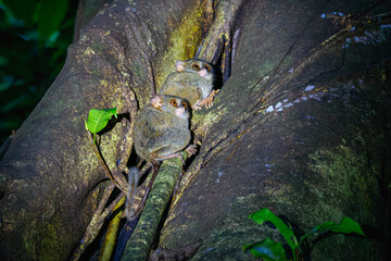 Zwei  Sulawesi-Koboldmakis (tarsius tarsier) an ihrem Schlafbaum, Nachtaufnahme