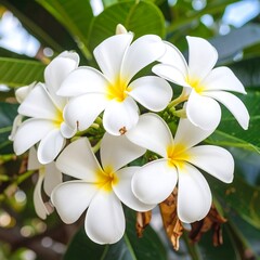 Fototapeta premium Close-up of white plumeria flowers